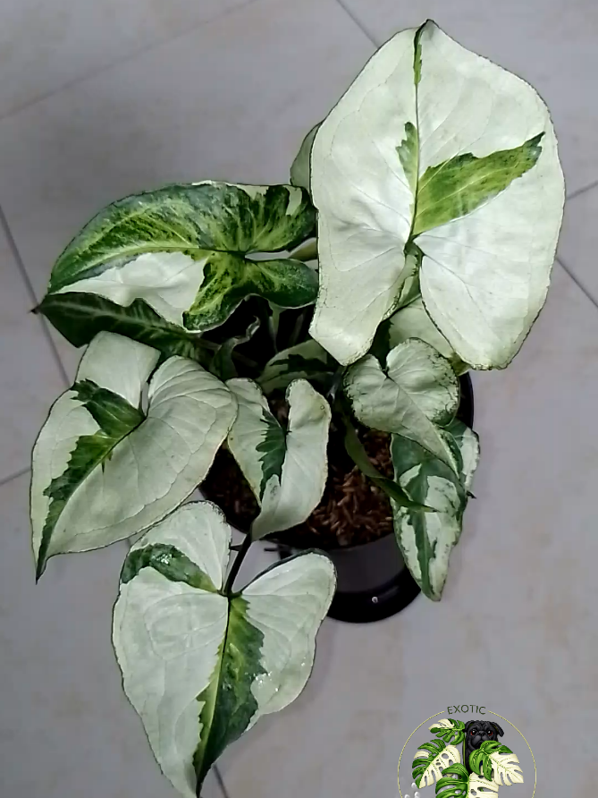 @LUCKY PLANTS