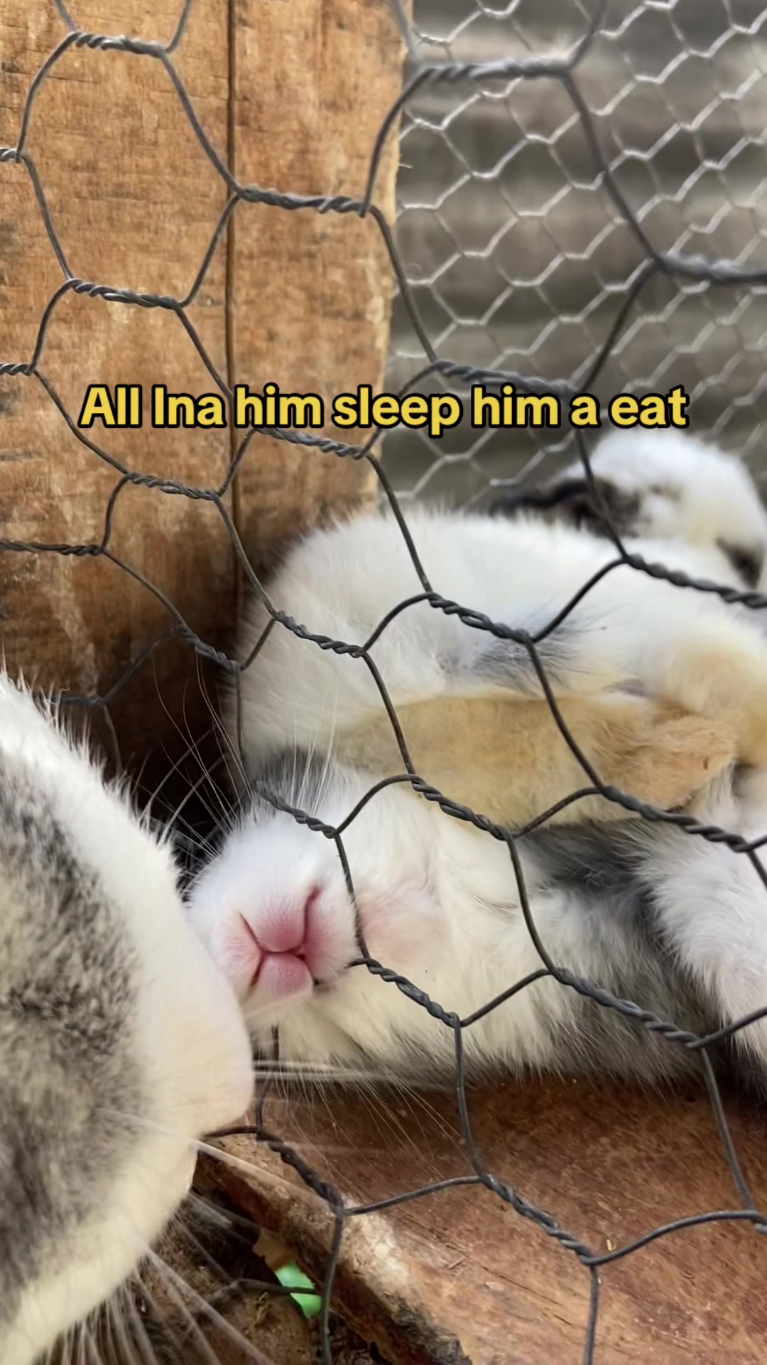 @HappyHoppersRabbitry