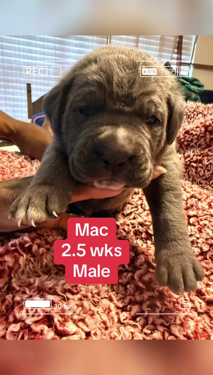 @AandMCaneCorsos