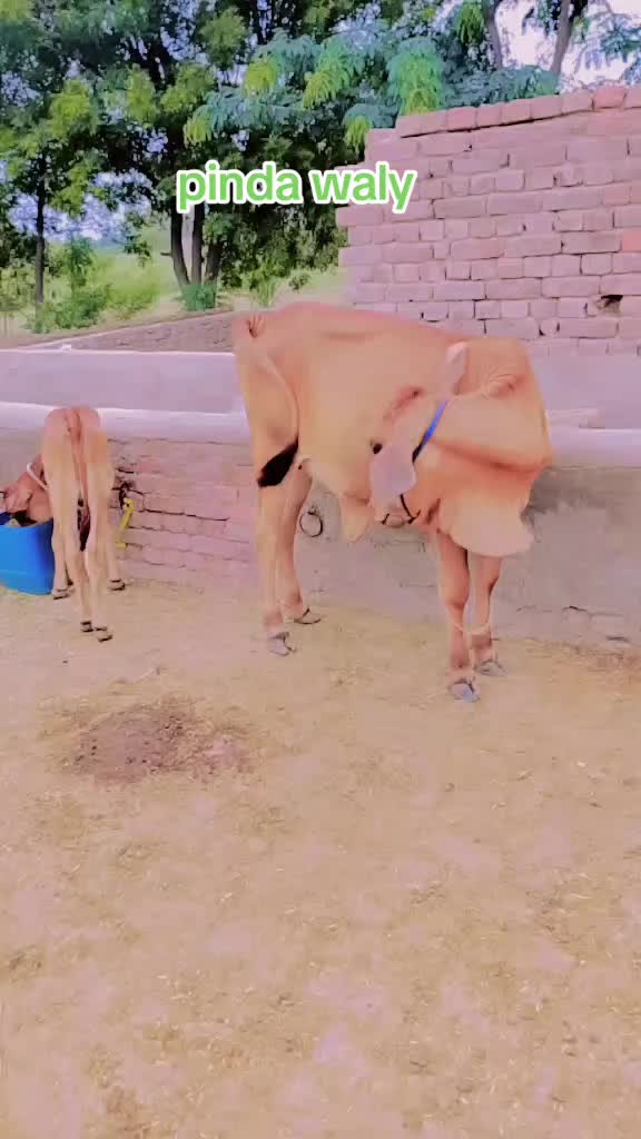 @Rani hon raja ke🤗💞
