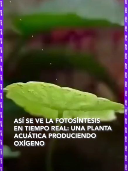 @RED UNO DE BOLIVIA