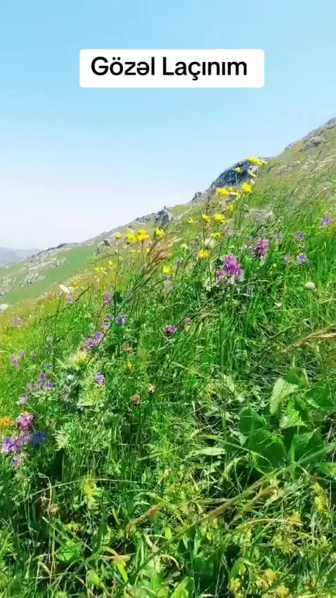 @Niyameddin La&ccedil;ınlı041