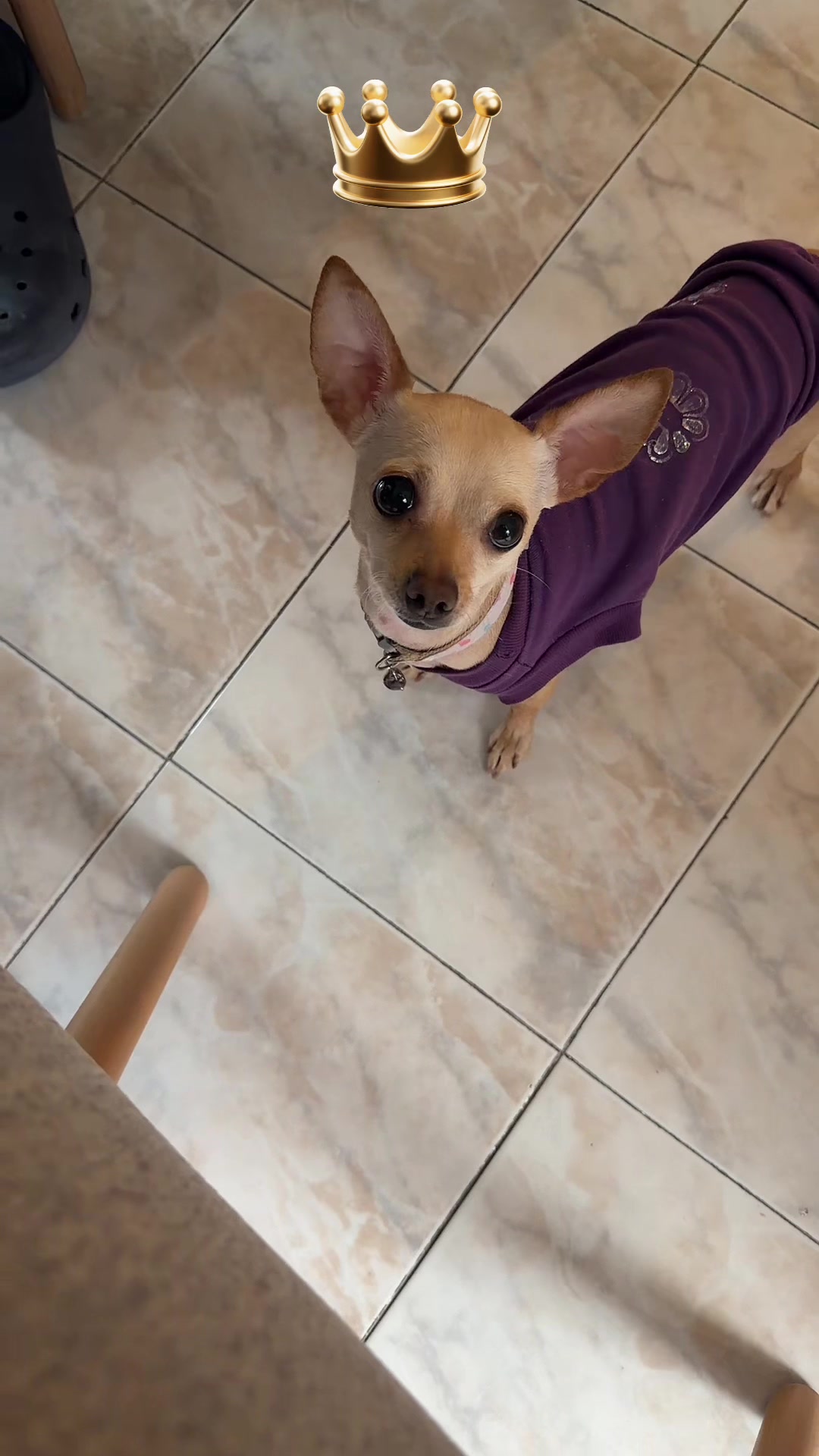 @ChannelyLuna🐕🐩