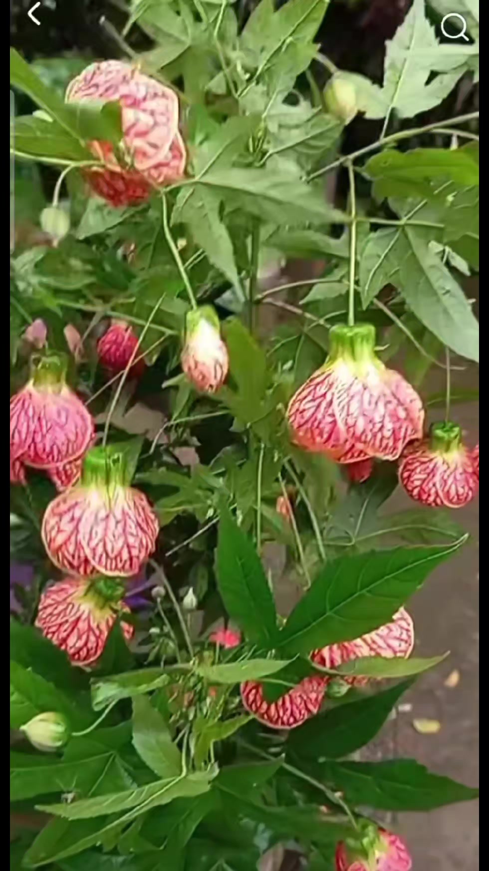 @Abhishekrai
