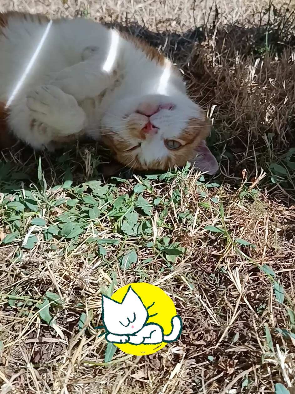 @Transcend'Horse 🐴 Luna'Cat 🐱