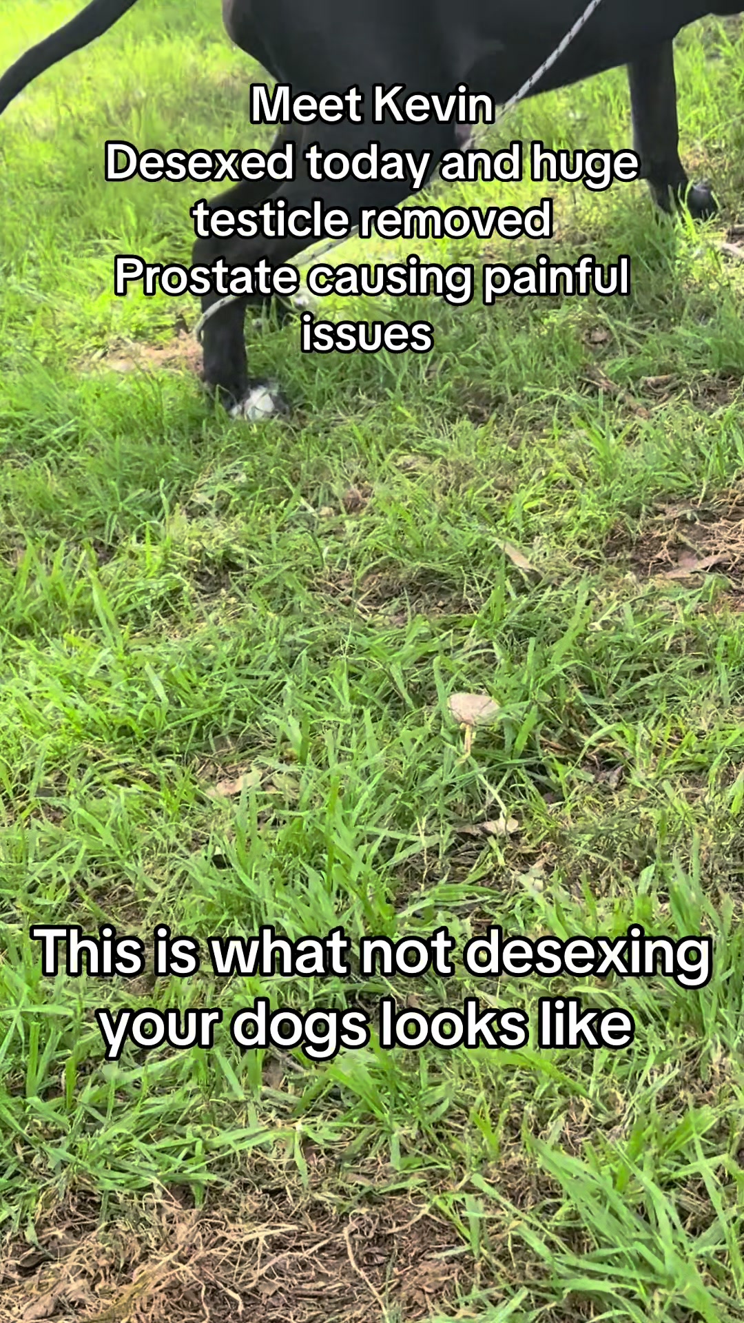 @Judd (just us deserving dogs)