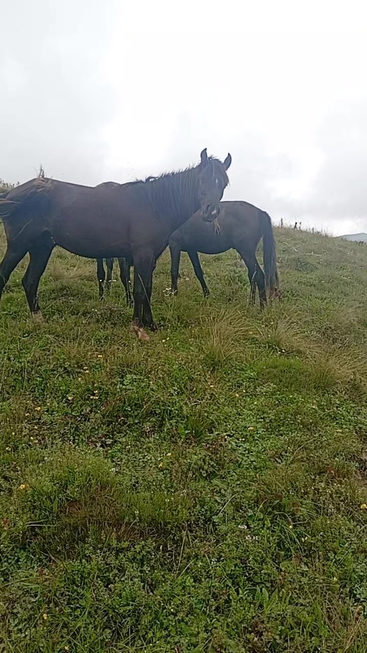 @Վաչե Գևորգյան