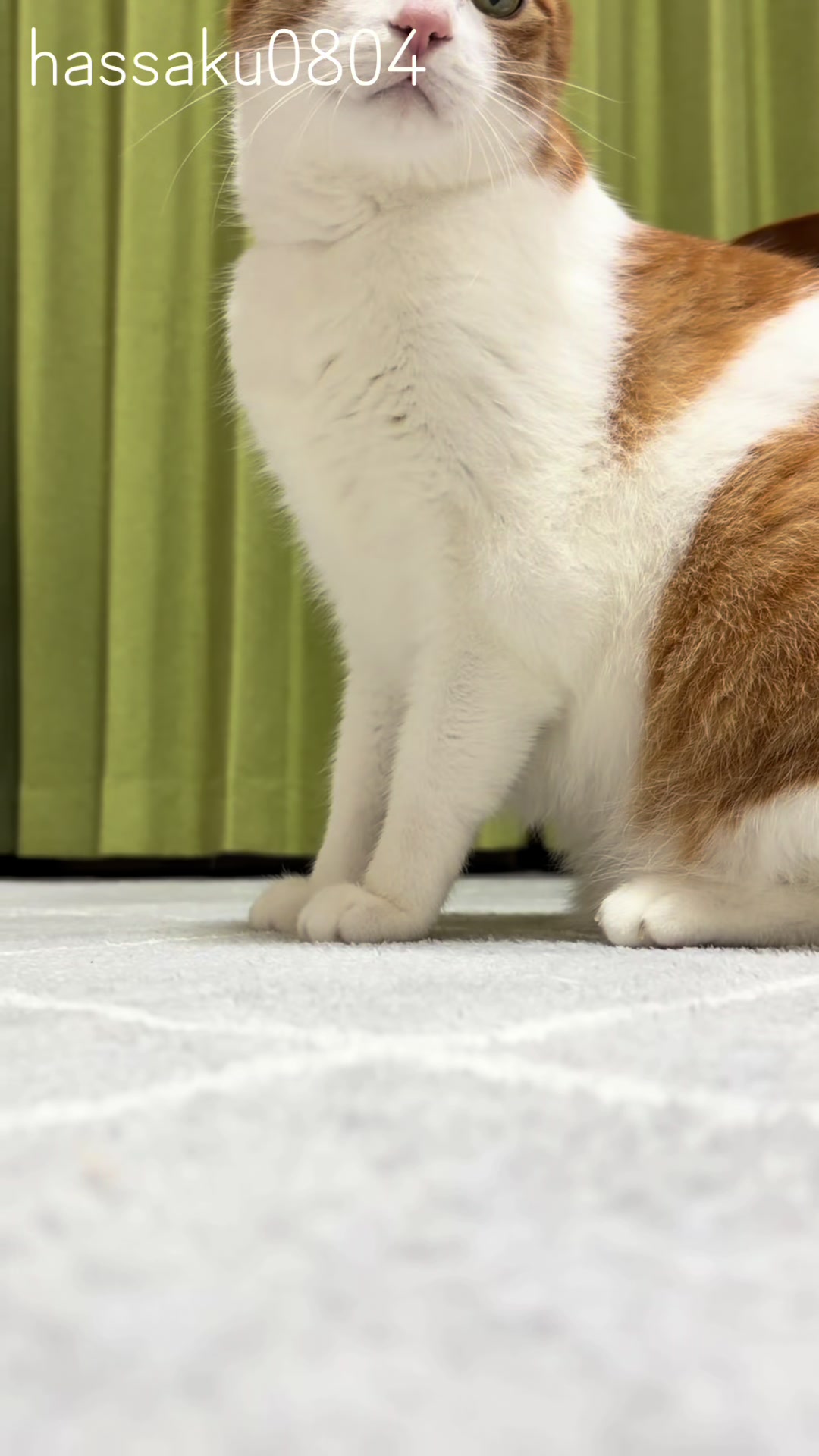 @猫のはっさく