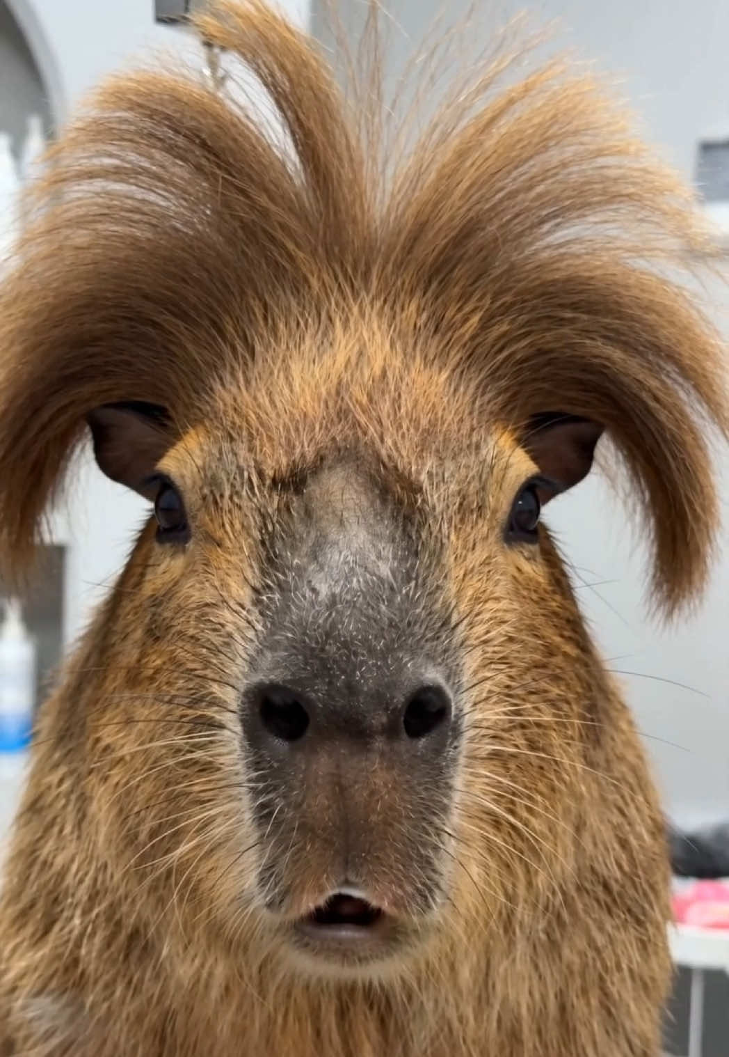 @Ollie The Capybara