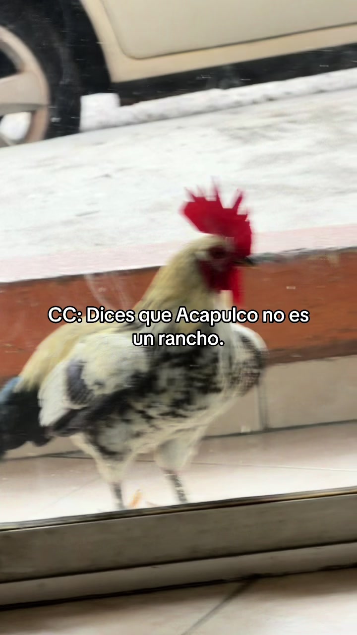 @PitaRomano