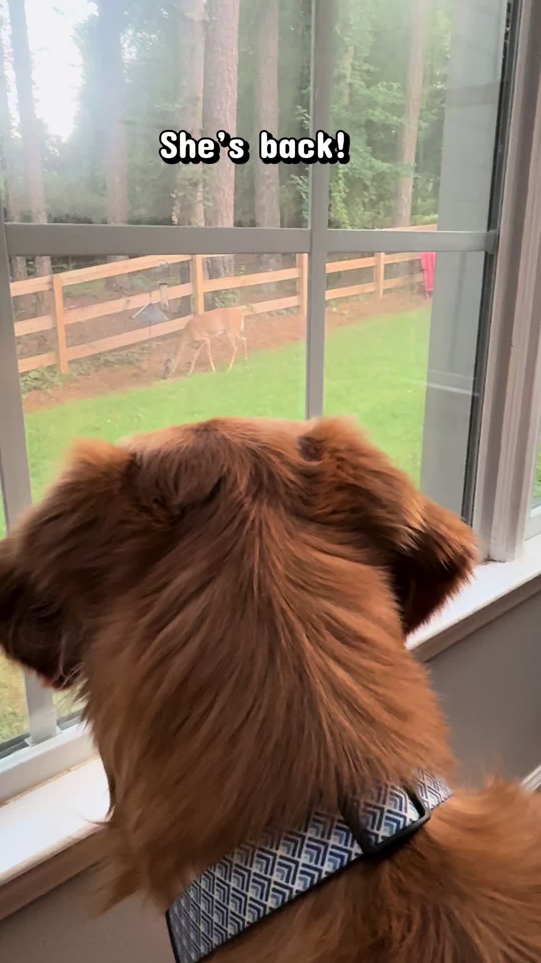 @Charlie the Golden
