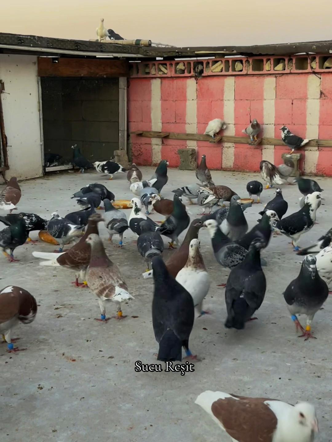 @Abdul Reşit Arıcak