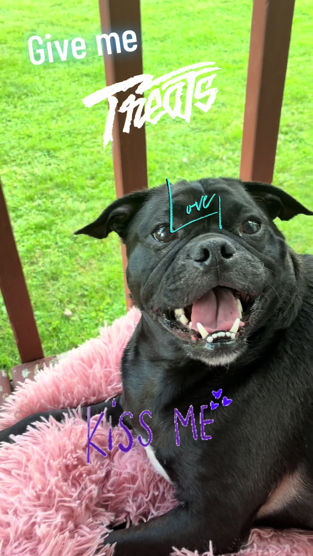 @bostonterrier7