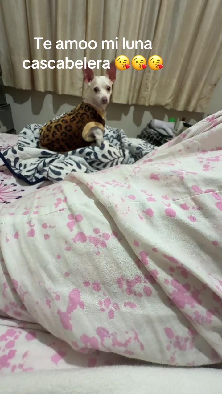 @ChannelyLuna🐕🐩