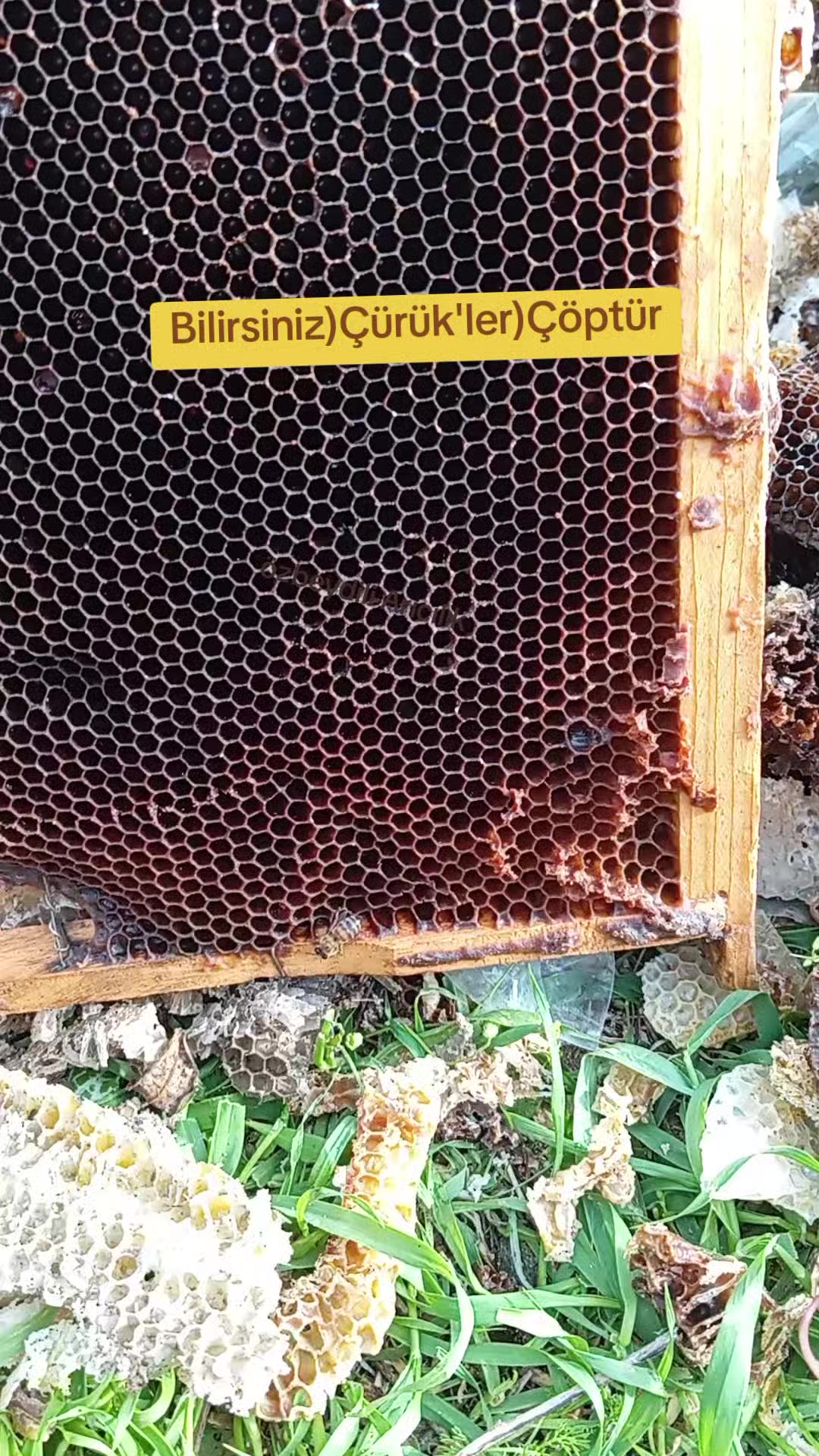 @🐝ÖZ BEYDİLLİ - ARICILIK🍯