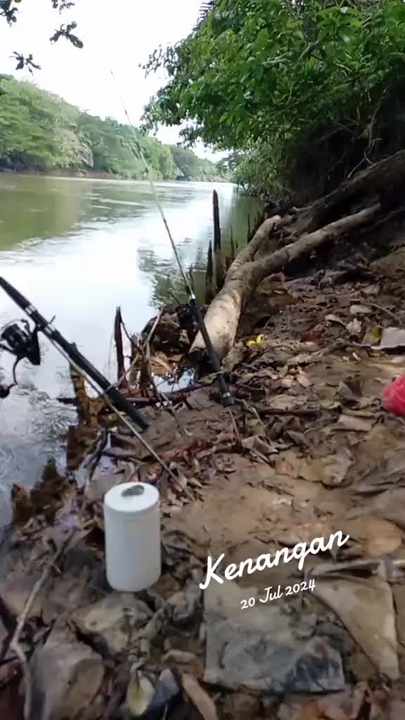 @Toman_Rimba_ll