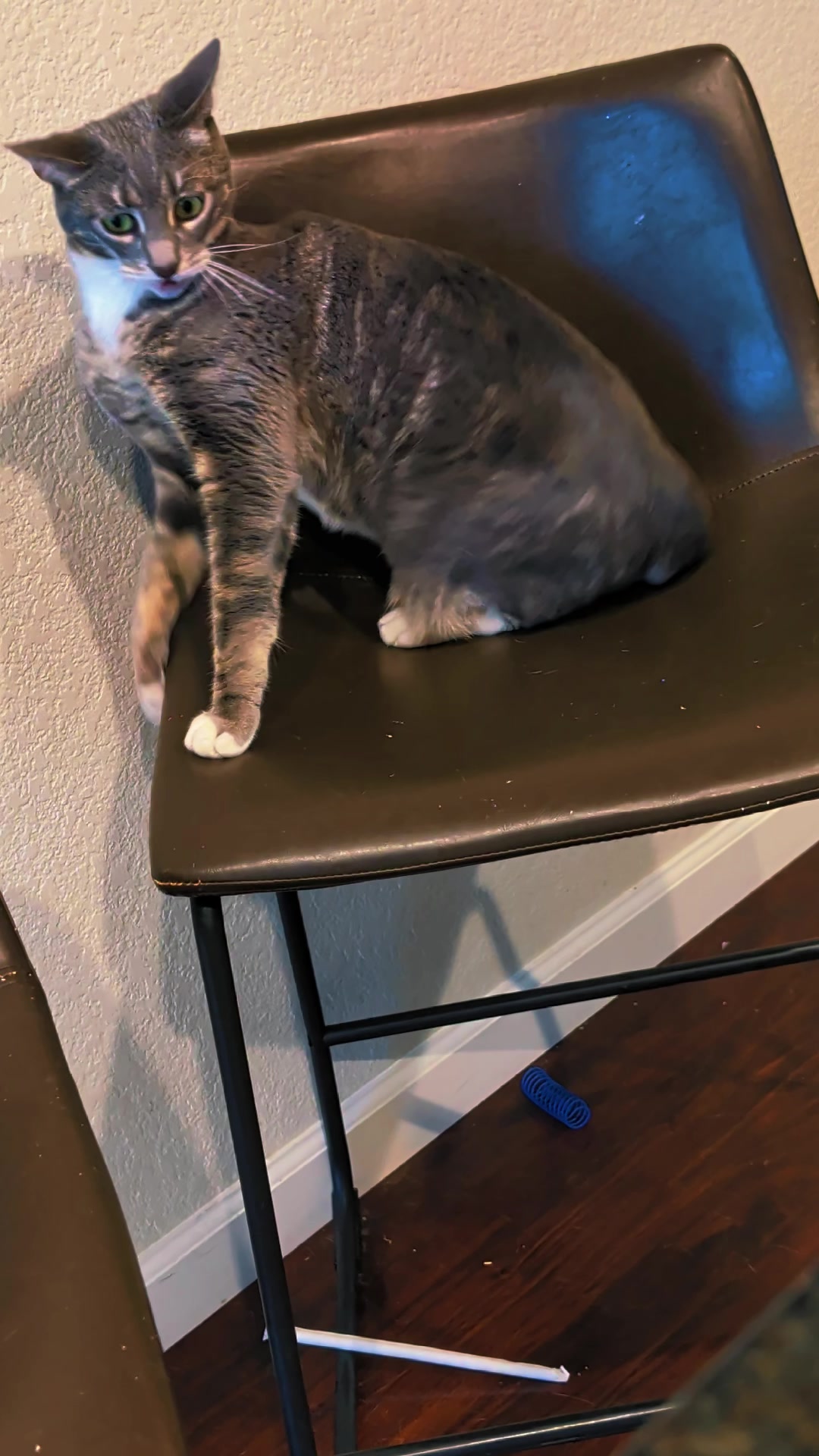 @BuffyTheKittenSpayer