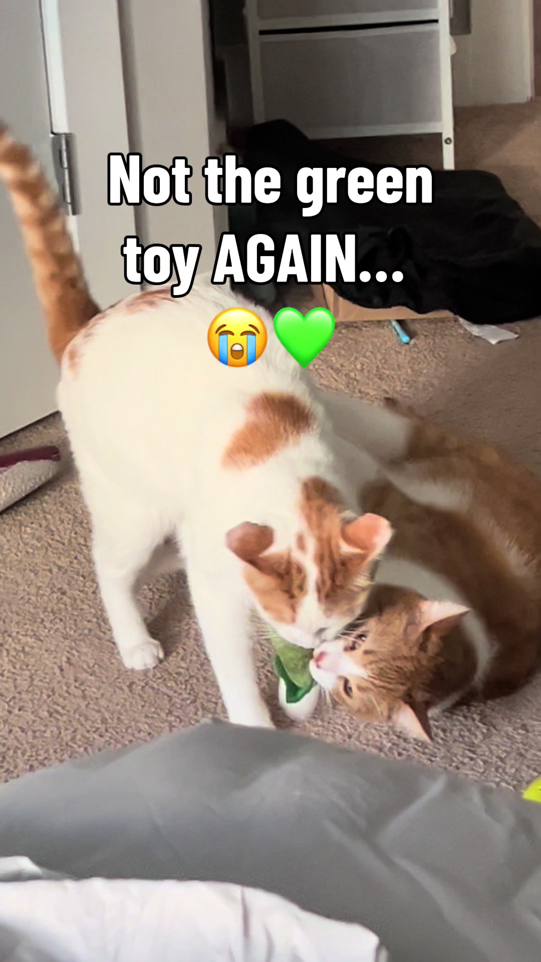 @One and a Half Orange Cats