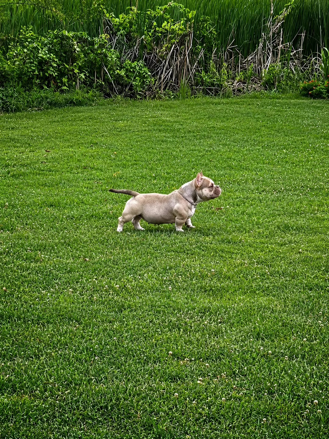 @🐾PT_920bullies🐾