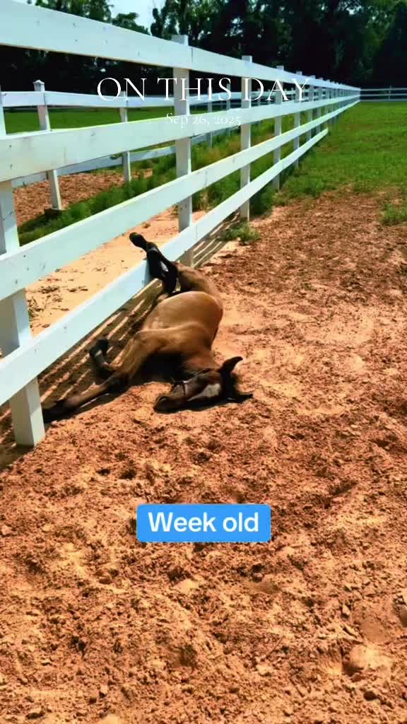 @Freedom Equestrian Center