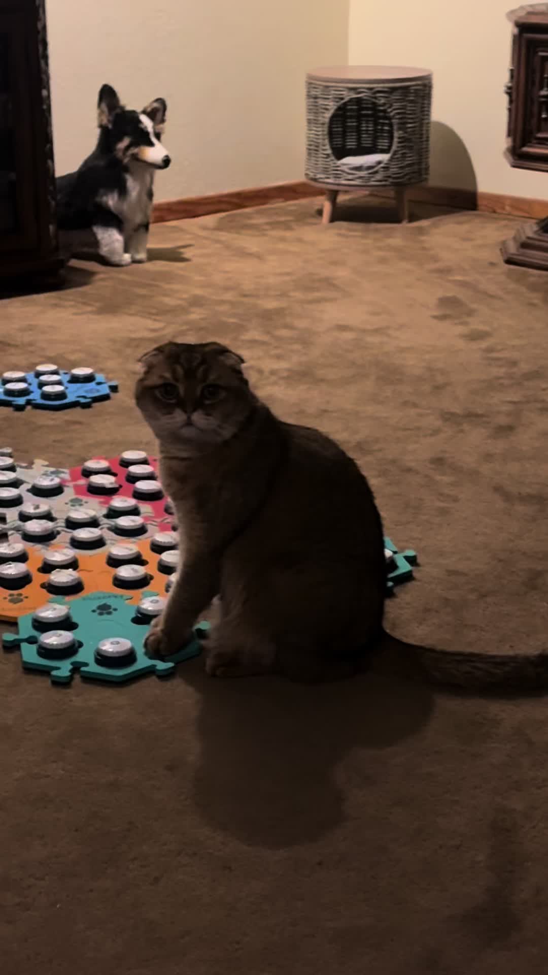 @Puffindoestricks