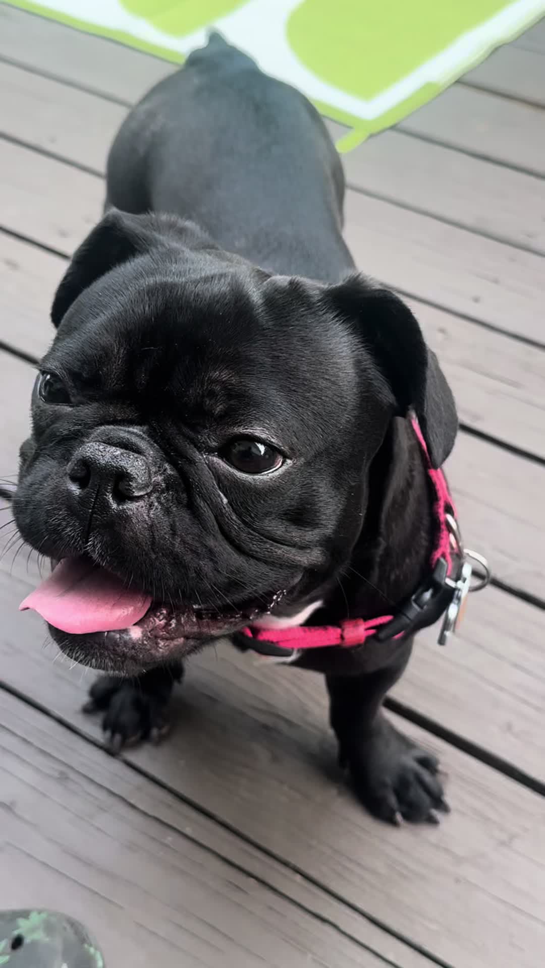 @Hound House Treats