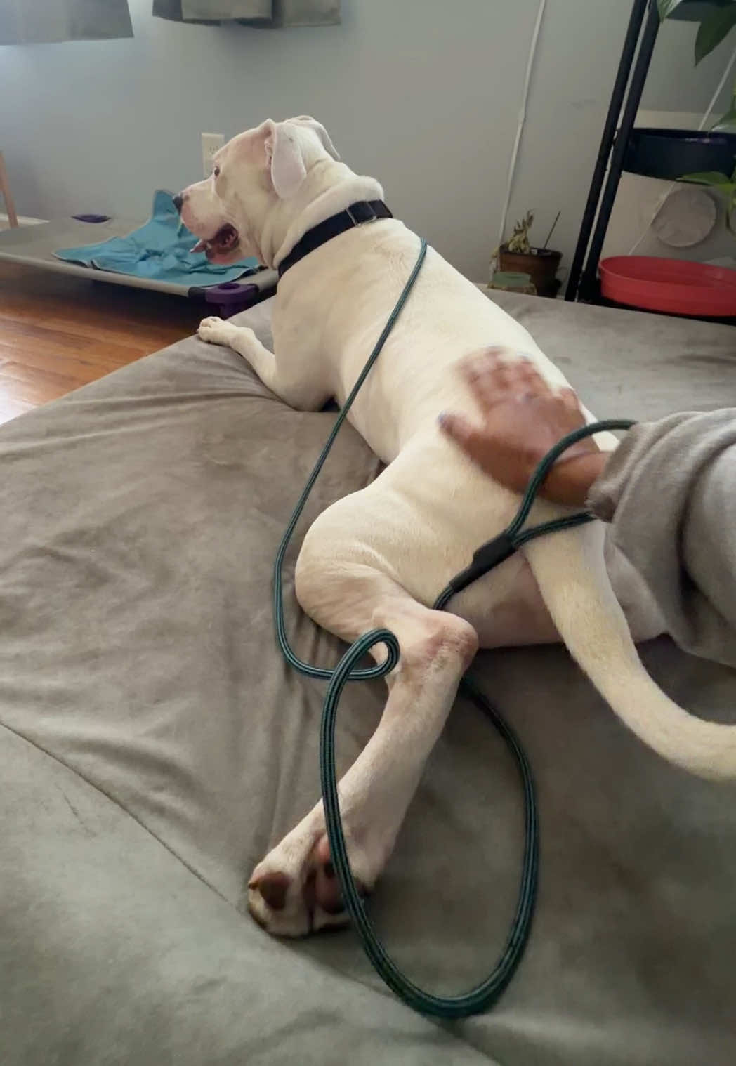 @dogstrainjen