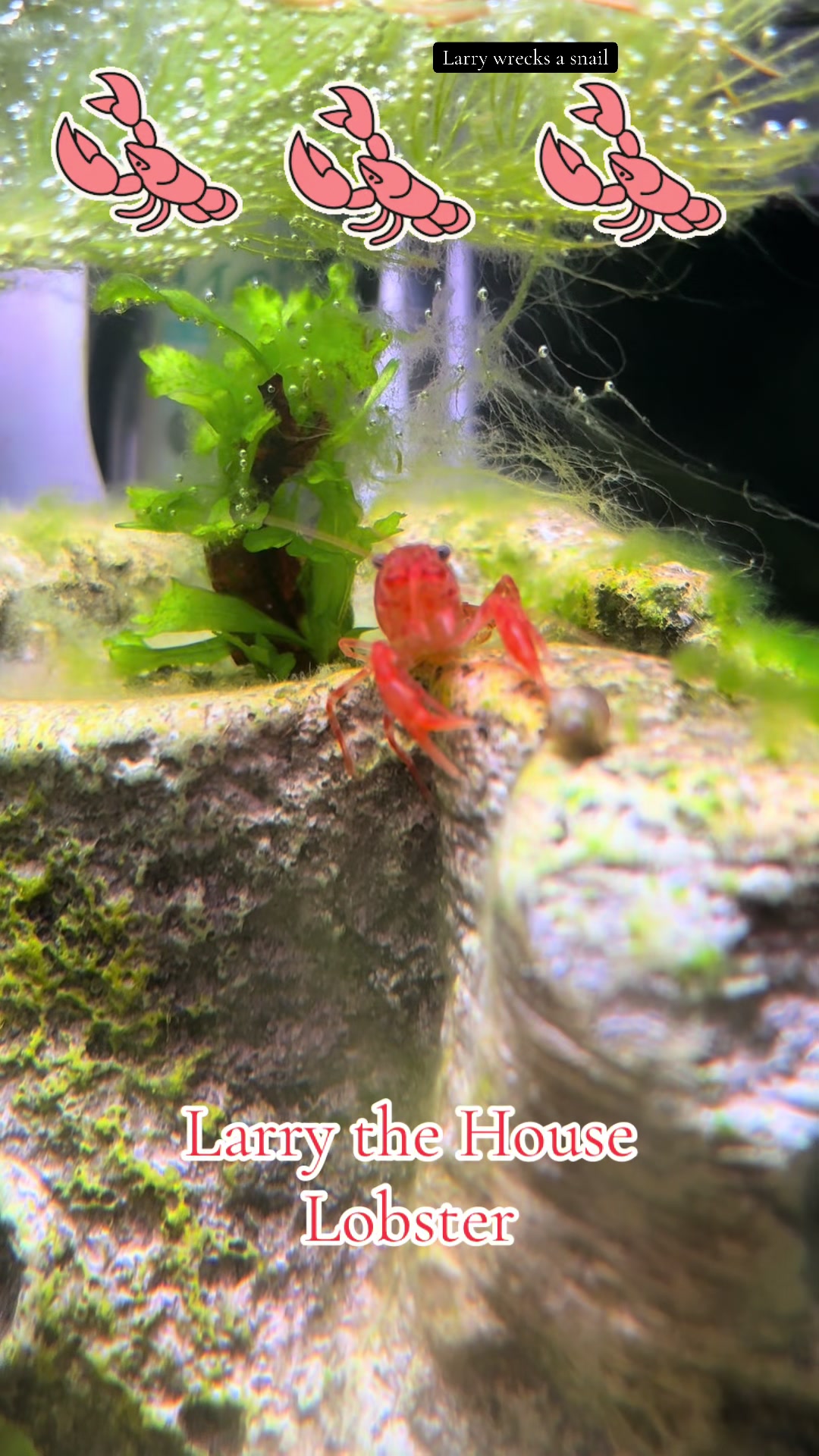@Larry the House Lobster