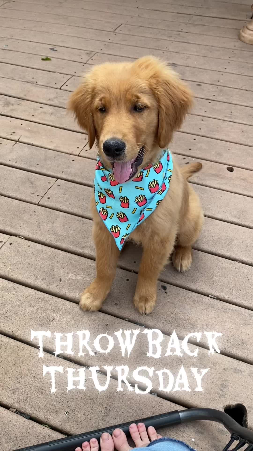 @Sammy The Big Red Dog