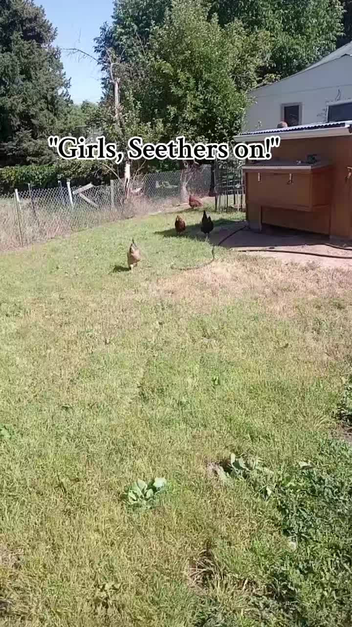 @JennJustCluckinAround