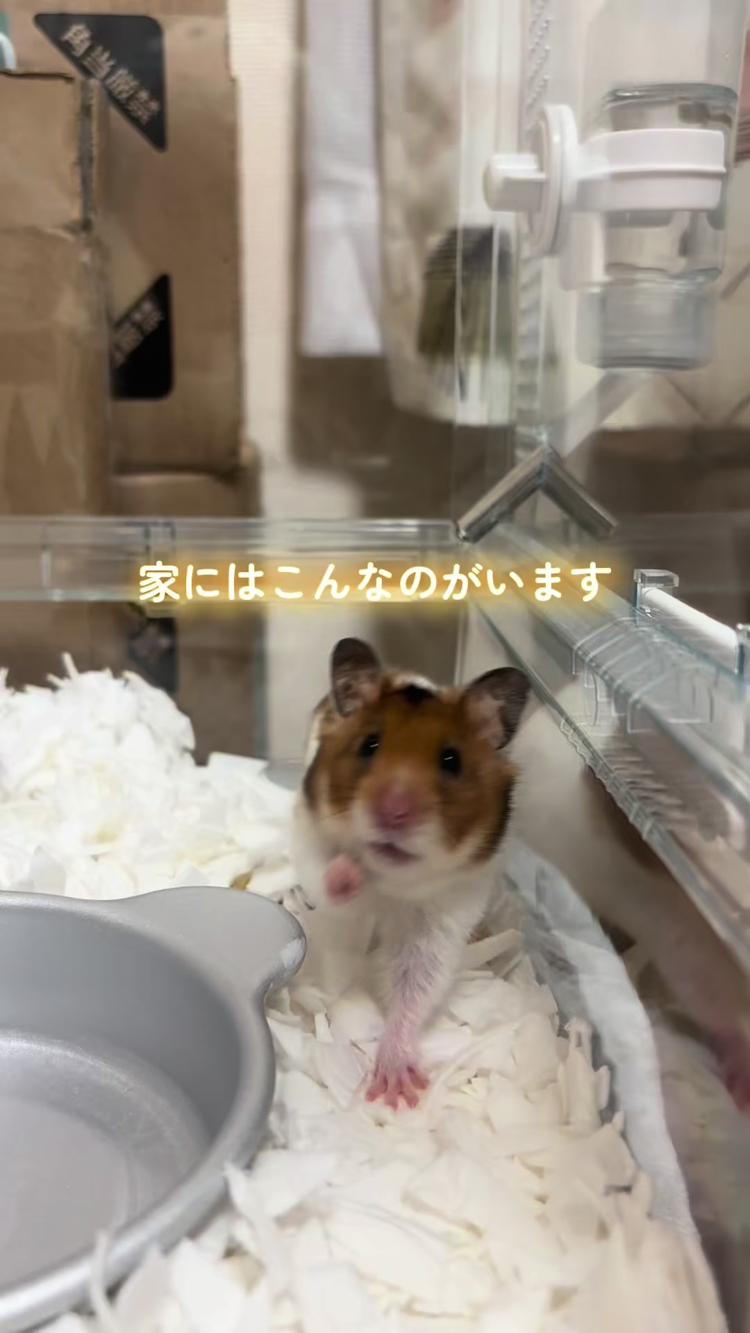 @ハム太は女の子🐹