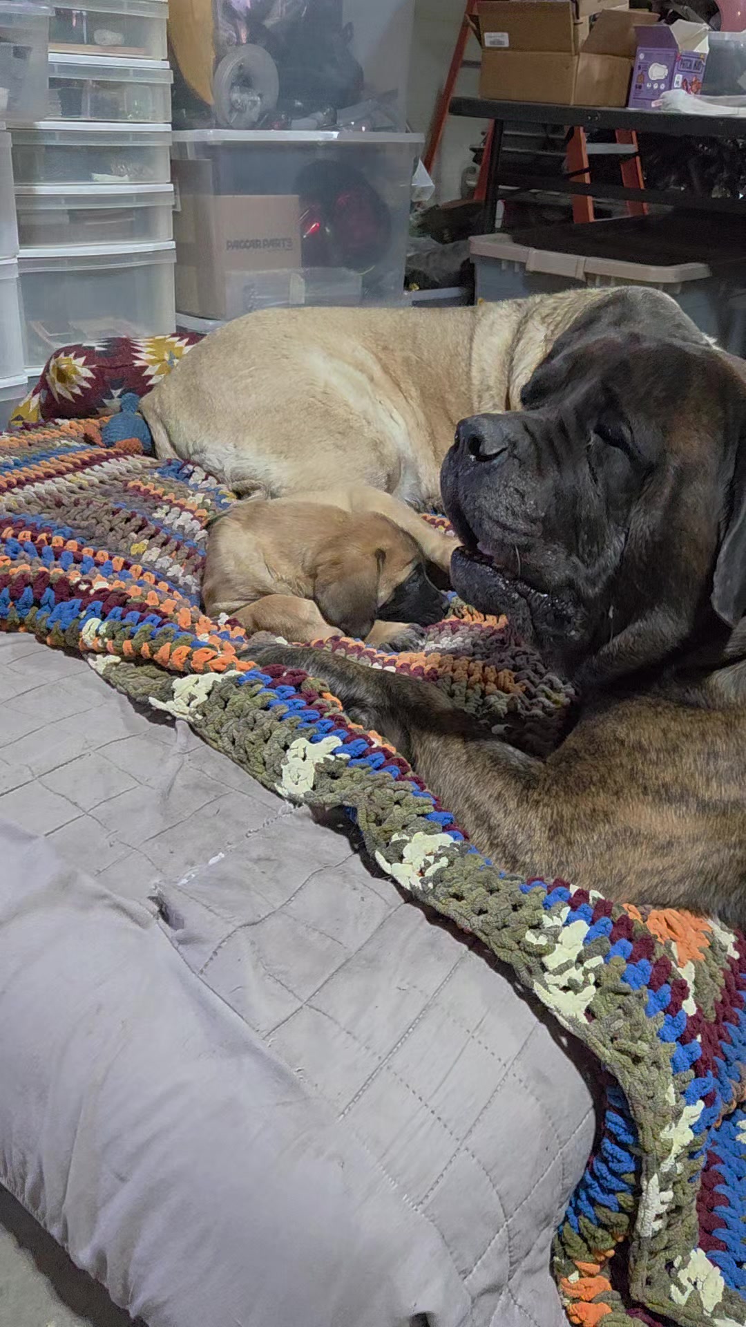 @Maple Mastiffs