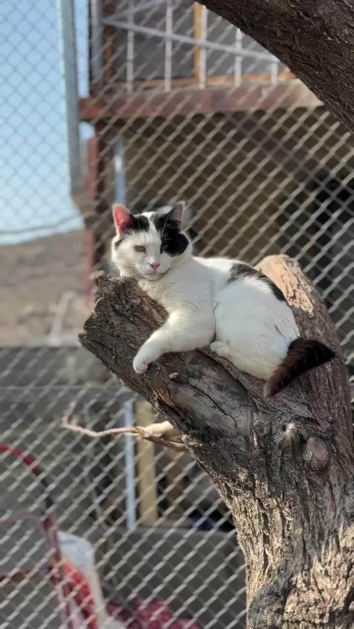 @CAToo Cat Rescue Armenia