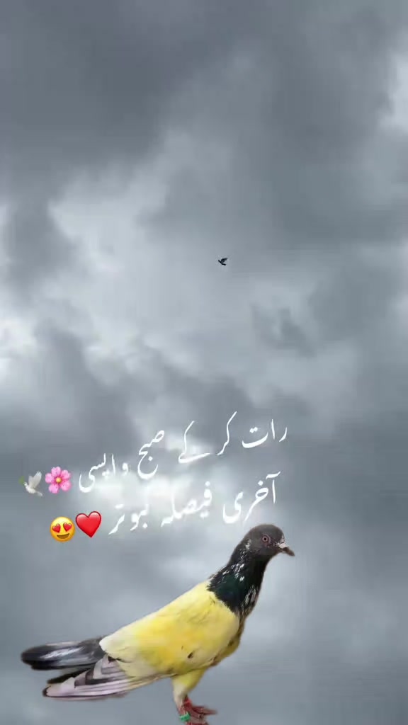 @kabootar baaz