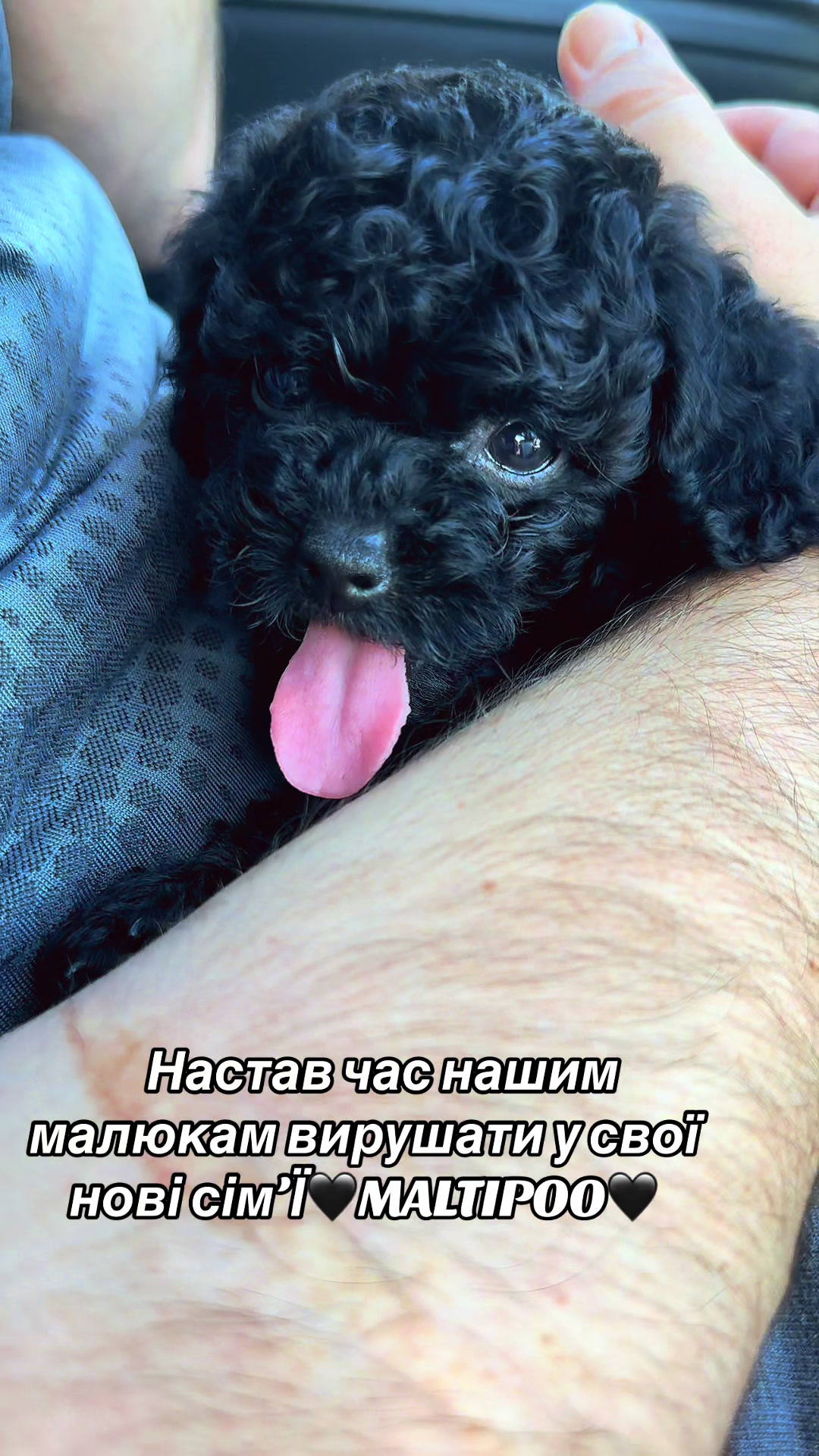 @toypoodlemaltipoo_puppie