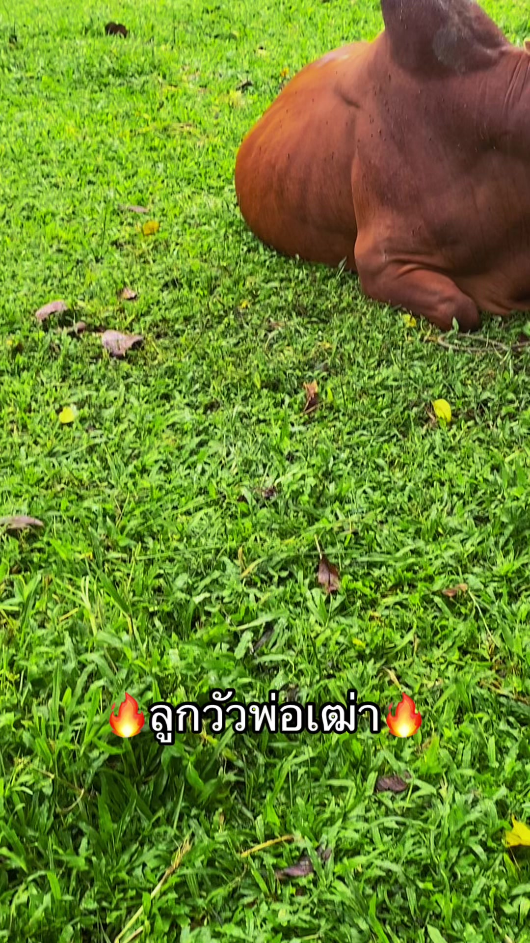 @ทำดีเข้าเเลก เพื่อกระเเทกหีเธอ