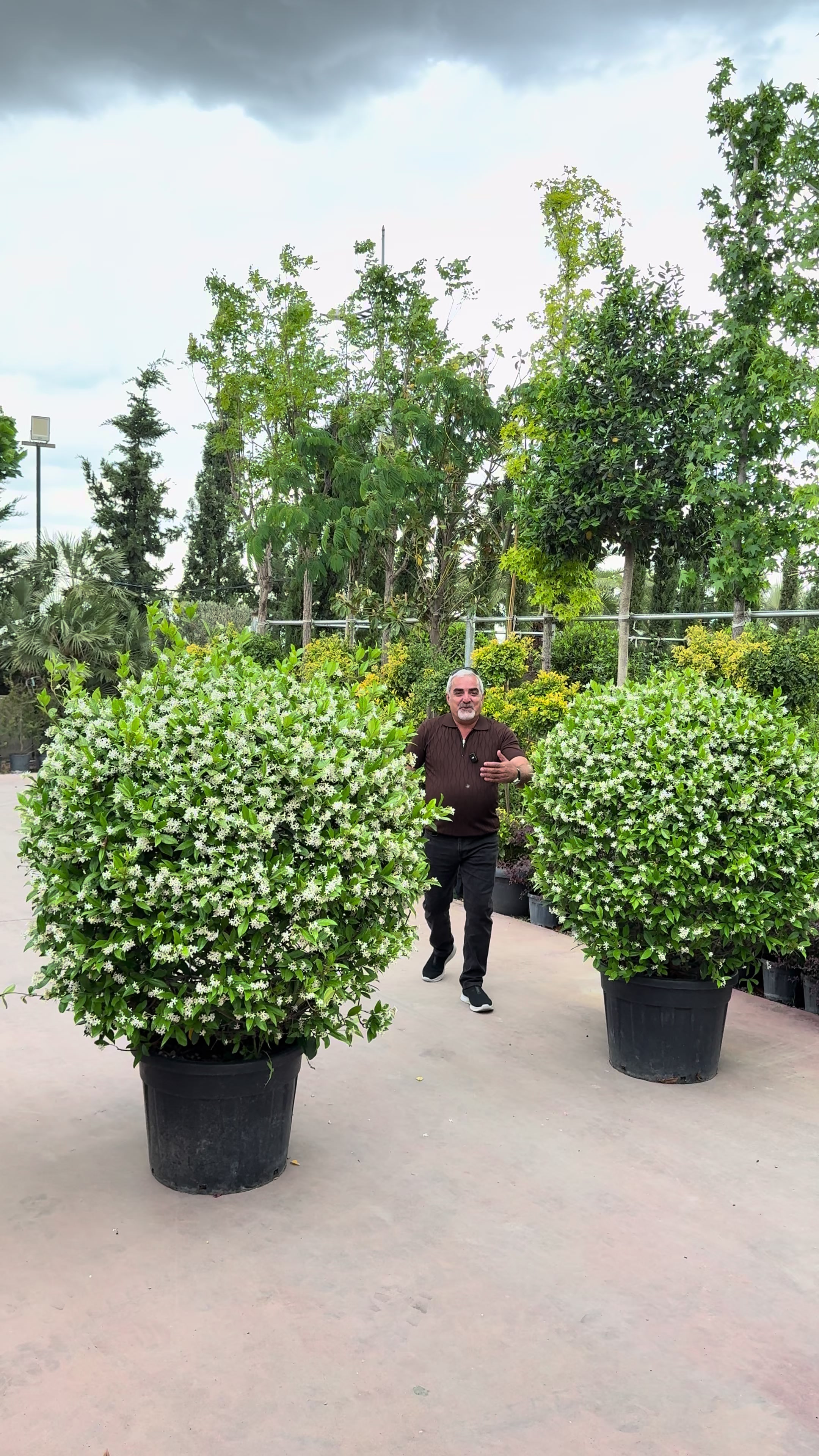 @Heaven flower .Erbil