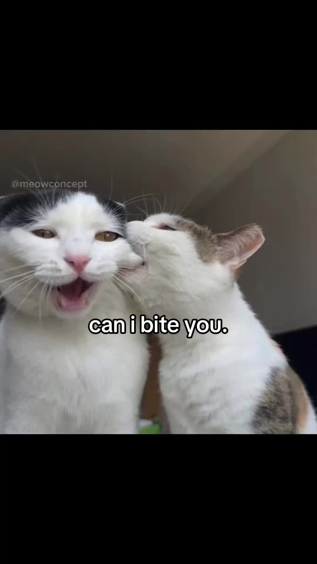 @meowconcept