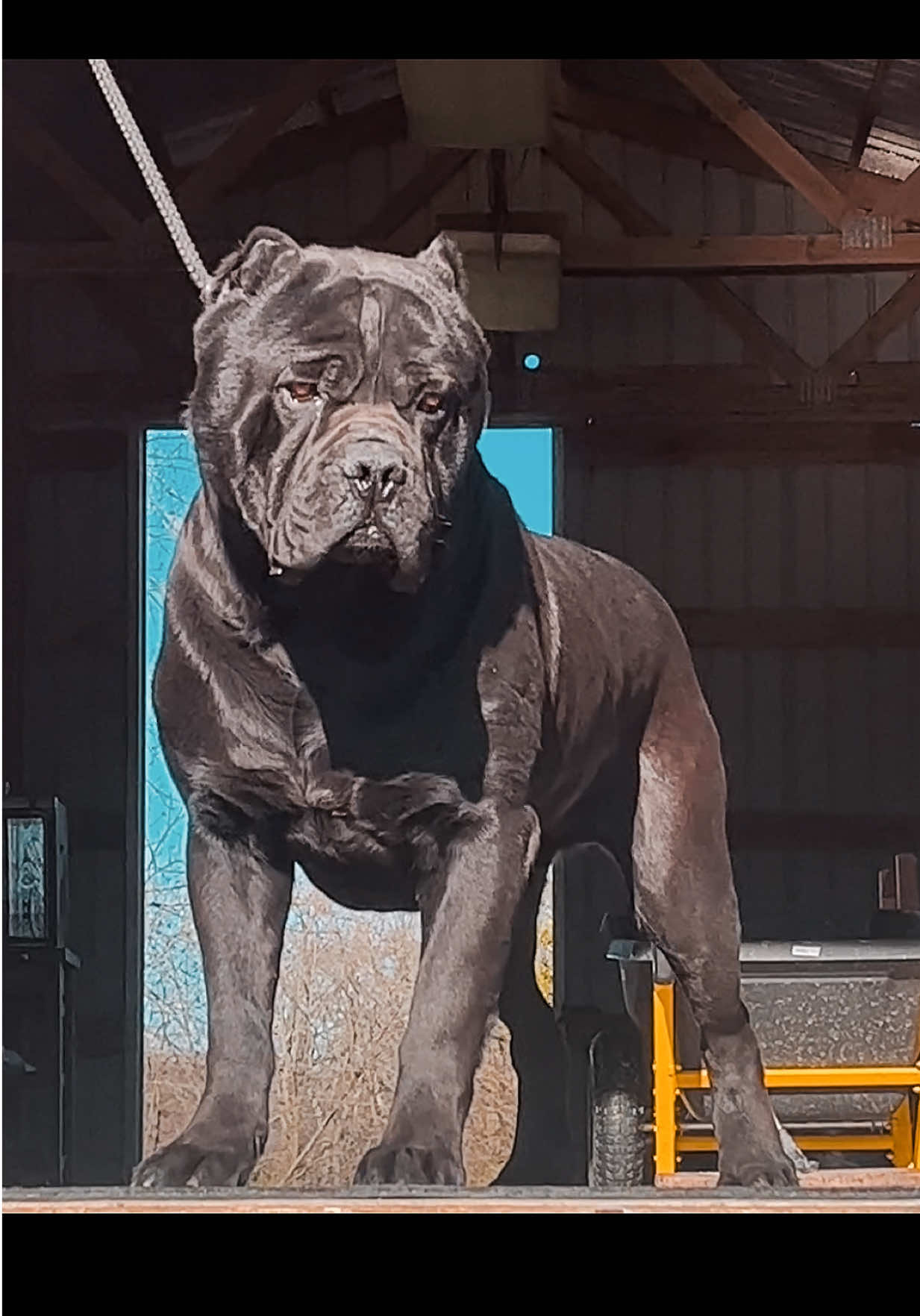 @americana_kennels