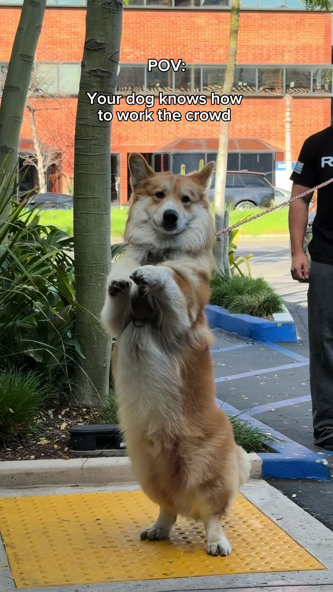 @apollothecorgimute