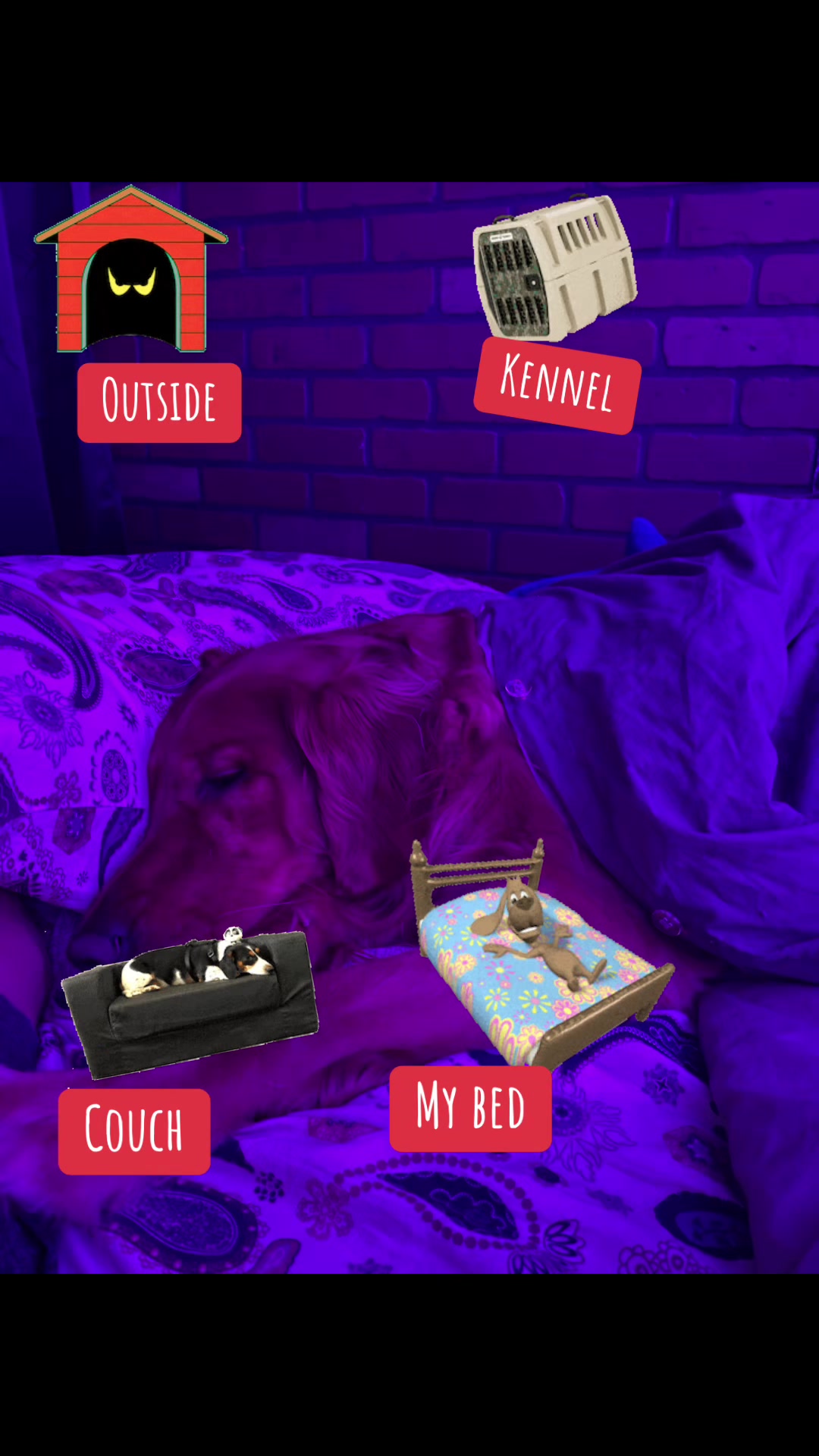@Cooper the Golden Retriever 🦮