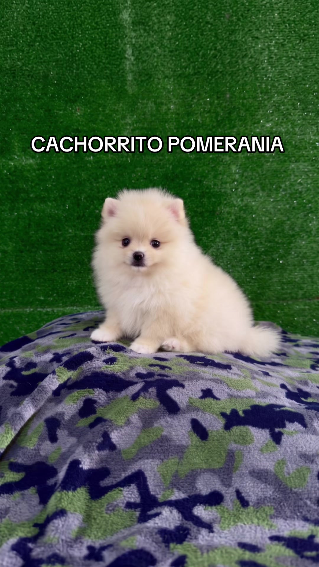 @Super Pet Ecuador 🇪🇨 🐶