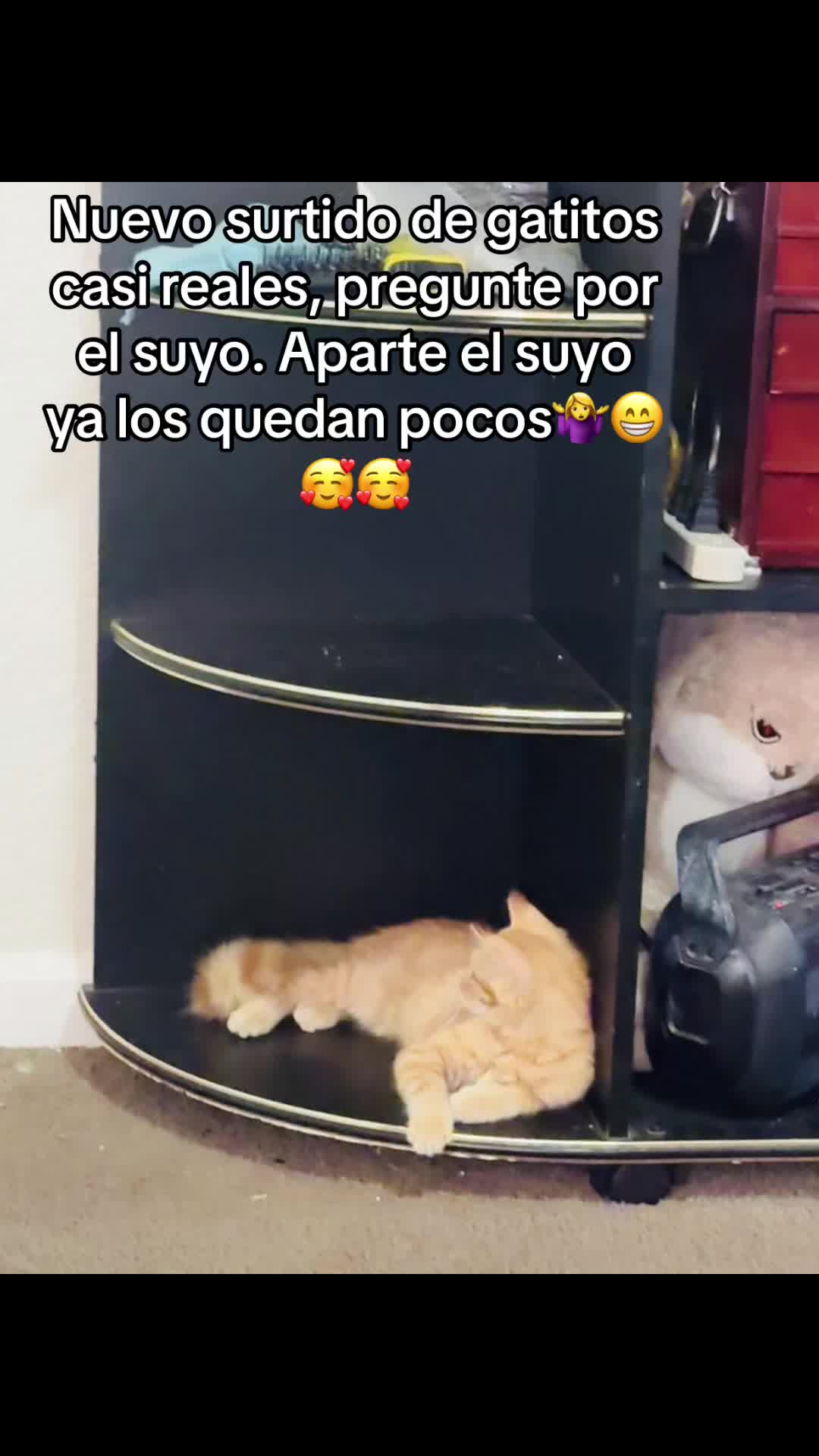 @🇭🇳clary-100%,catracha🇭🇳