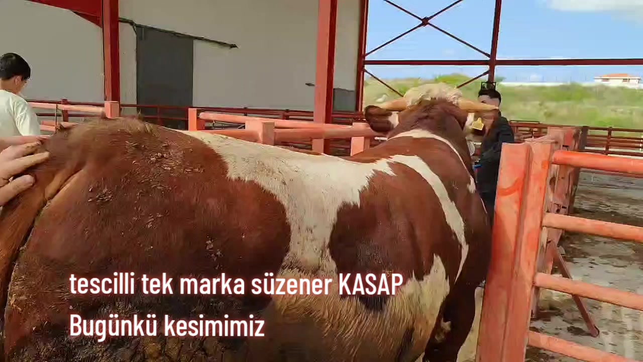 @mesut s&uuml;zener