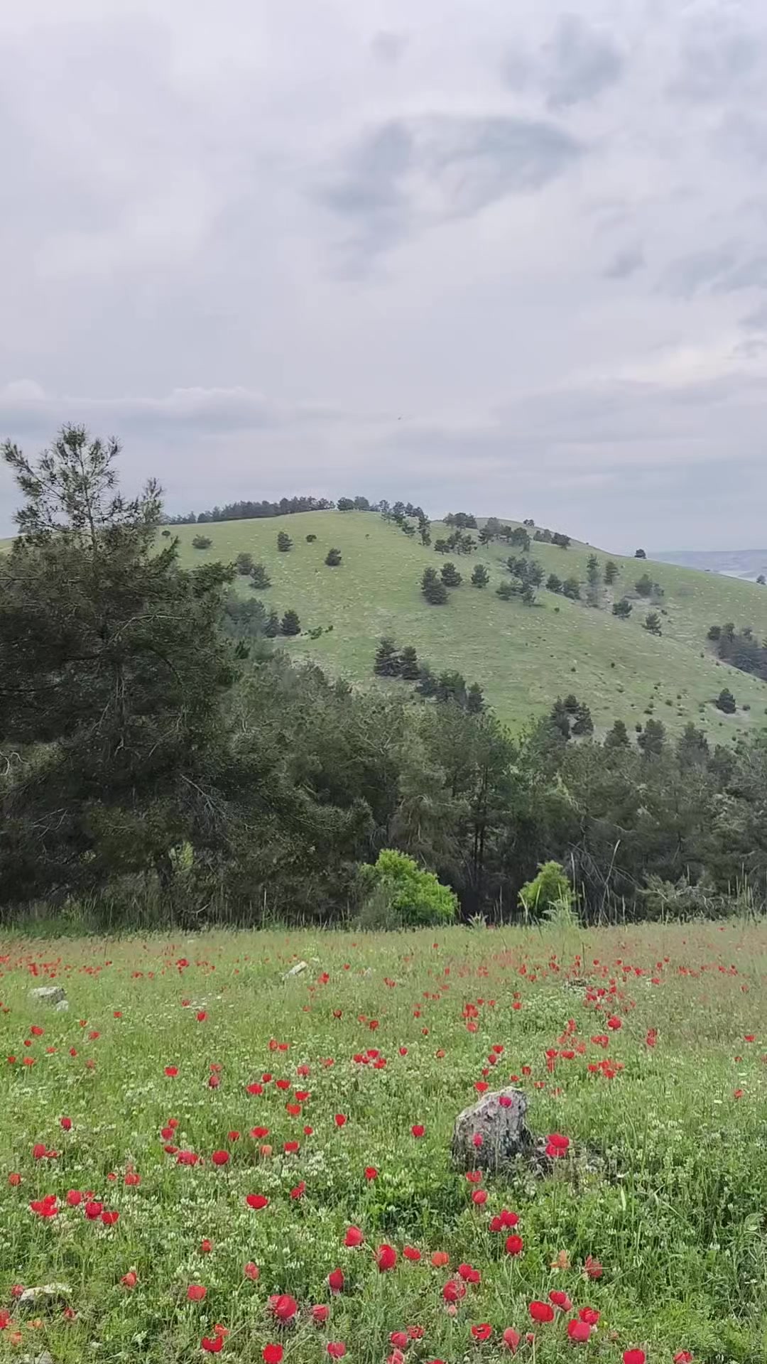 @ÇeTiN