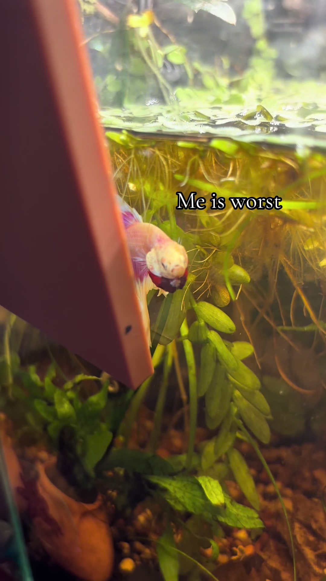 @Bettasbloom˚⊱🪷⊰˚