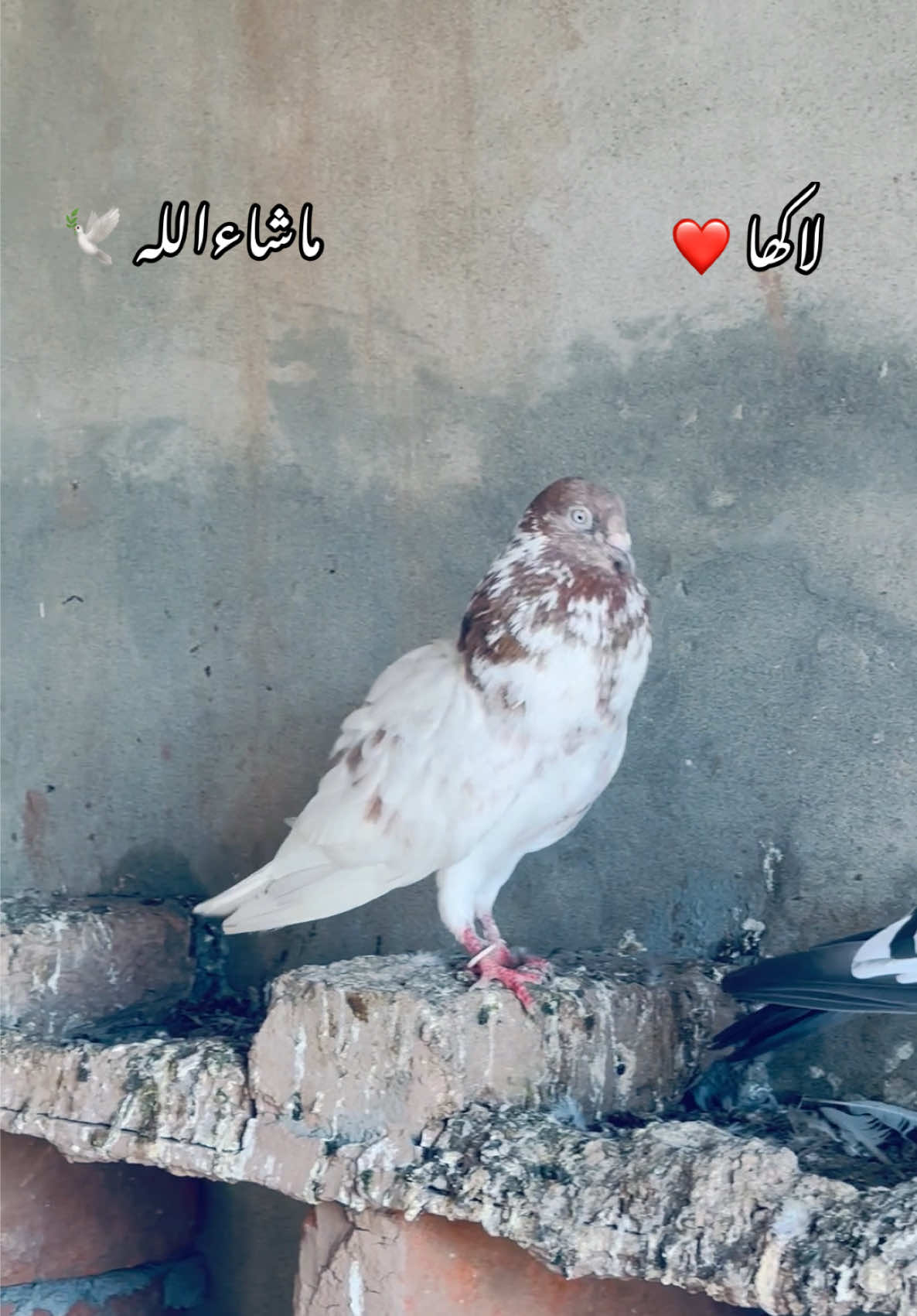 @شوق 🫀