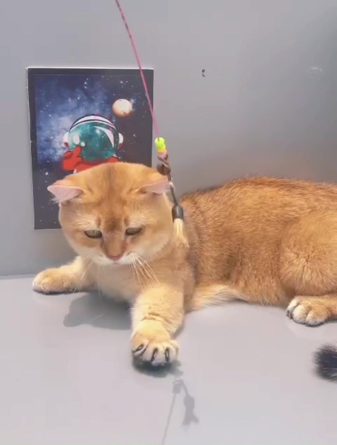 @fuyncats