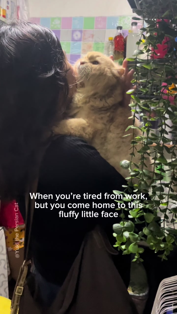 @Yuki the Persian Cat