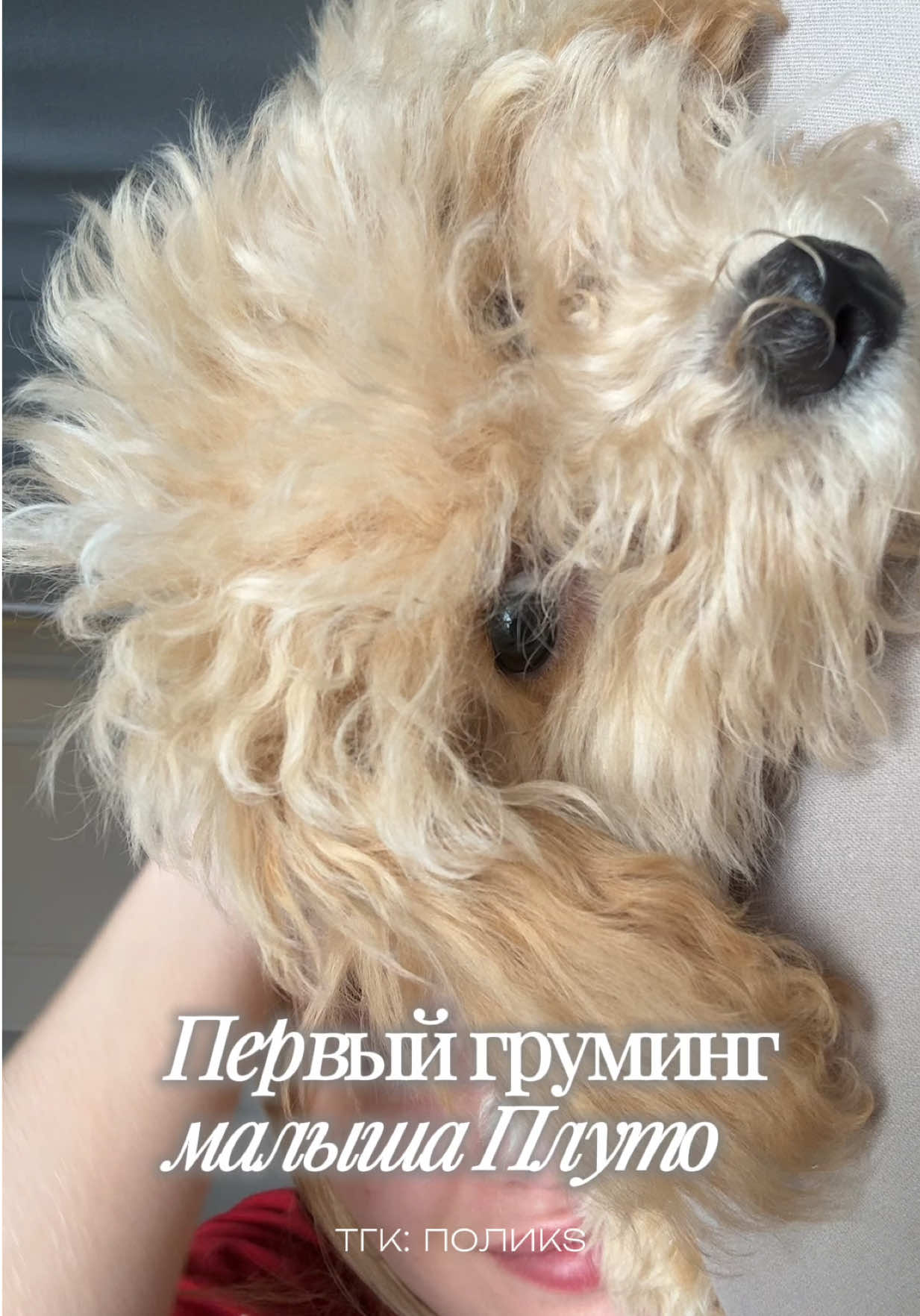 @поликs